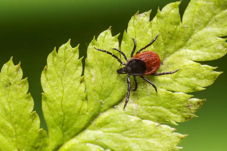 tique plantes qui attirent les tiques