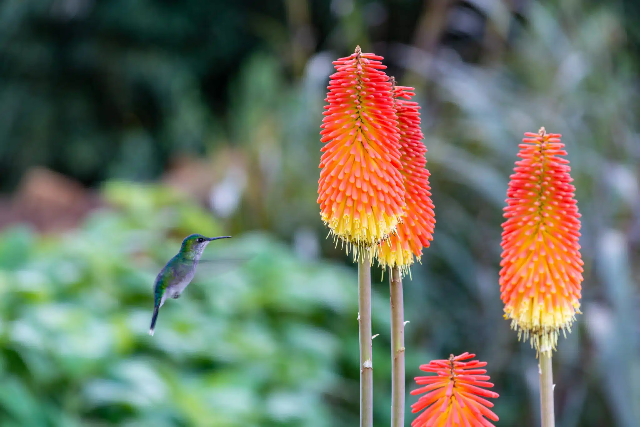tison de Satan Kniphofia colibri plantes fleurs vivaces