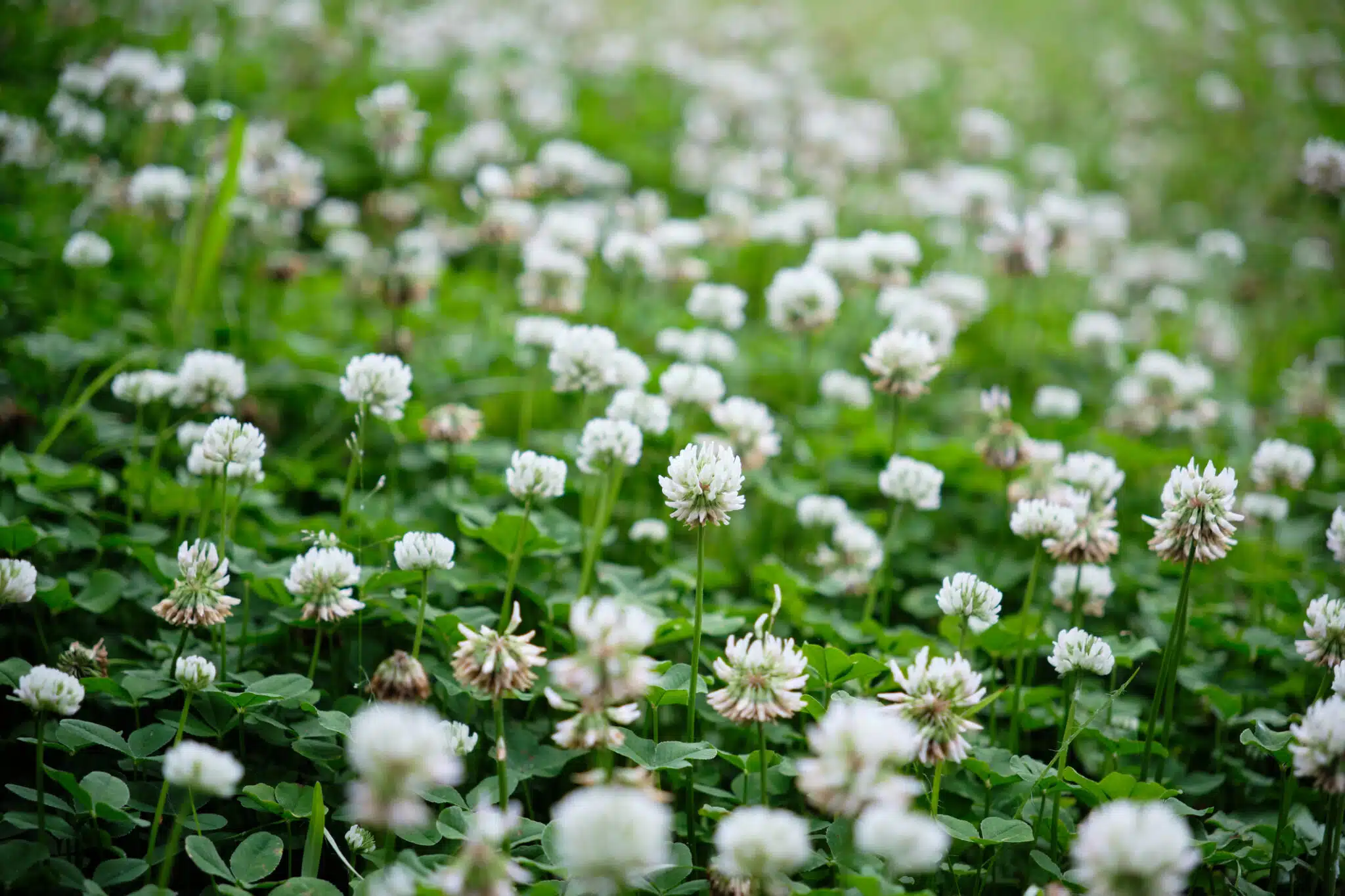 tr&egrave;fle blanc nain (Trifolium repens)