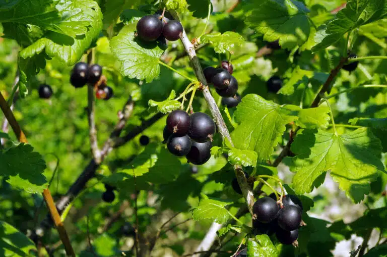 Casseille ou casseiller fruit