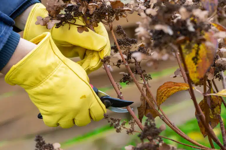 Coupe ou taille d&rsquo;hortensia de brousse tailler plantes avec un s&eacute;cateur dans le jardin