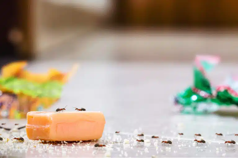 Fourmis domestiques dans la maison, insectes nuisibles &agrave; l&rsquo;int&eacute;rieur de l&rsquo;appartement