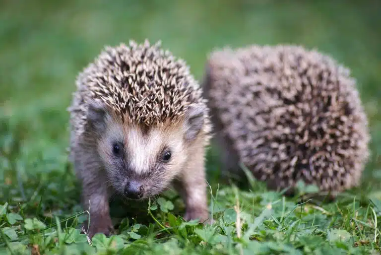 H&eacute;rissons dans l'herbe du jardin pelouse gazon