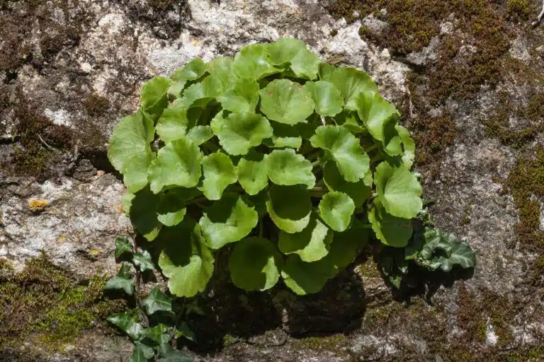 Nombril de V&eacute;nus (Umbilicus rupestris)