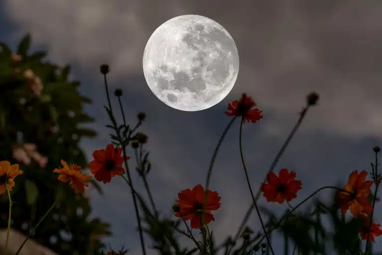Pleine lune avec des fleurs de cosmos jardiner avec la lune phases lunaires jardinage jardin potager