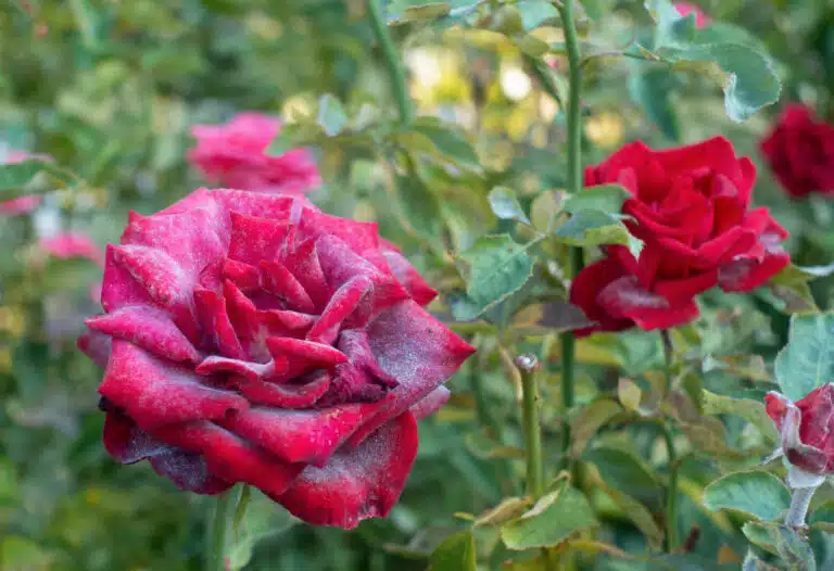 Rose rouge malade o&iuml;dium rosier