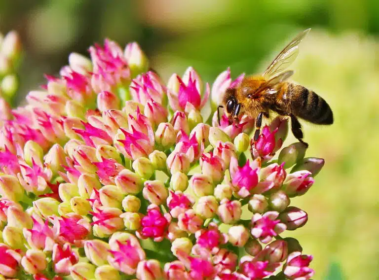 abeilles insectes pollinisateur butinage au jardin