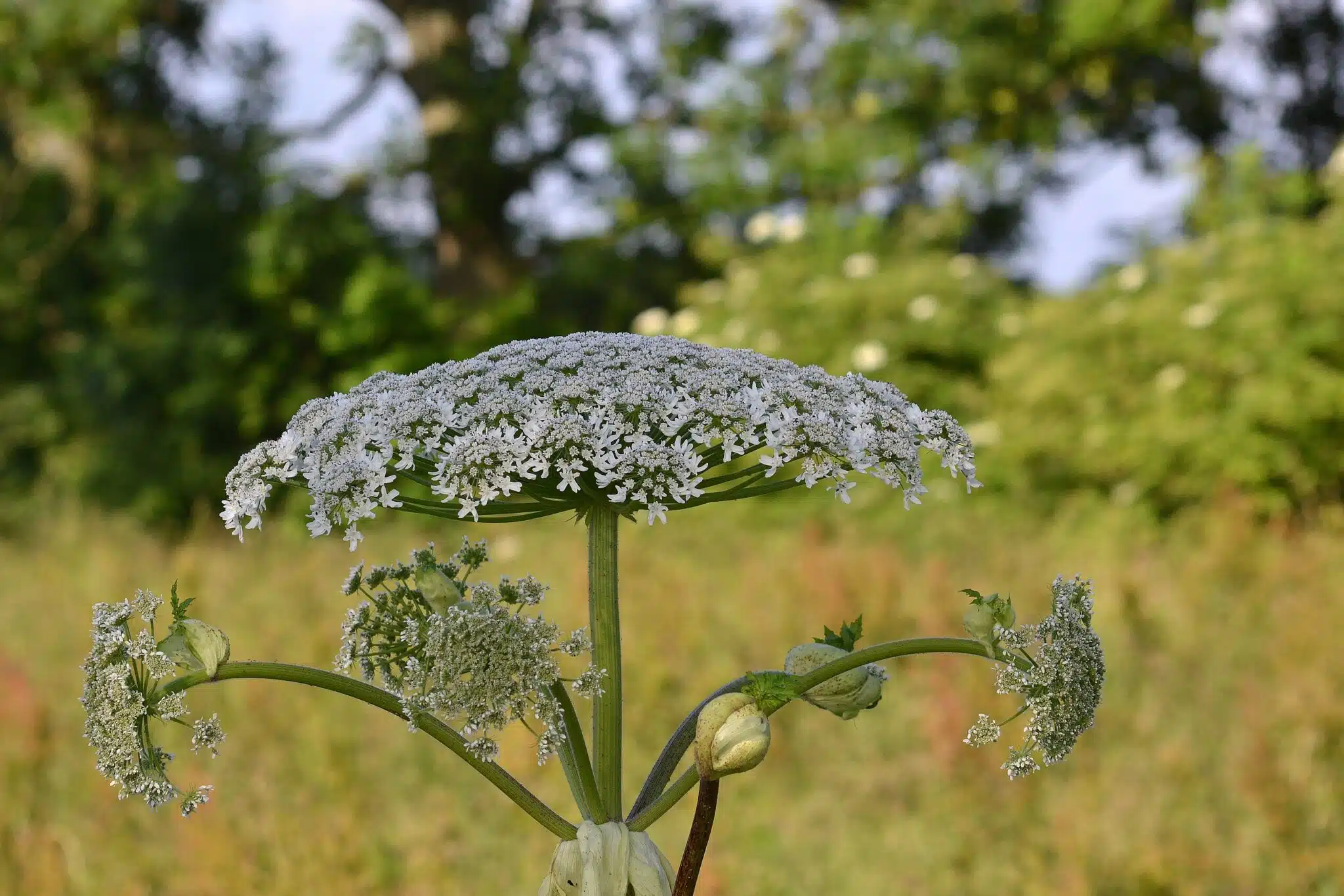 berce du caucase (heracleum mantegazzianum)