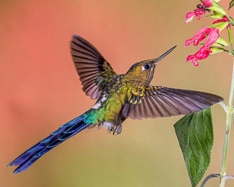 colibris