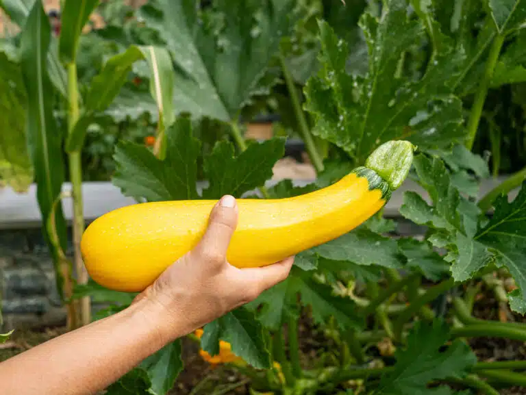 courgette jaune du potager culture des courgettes