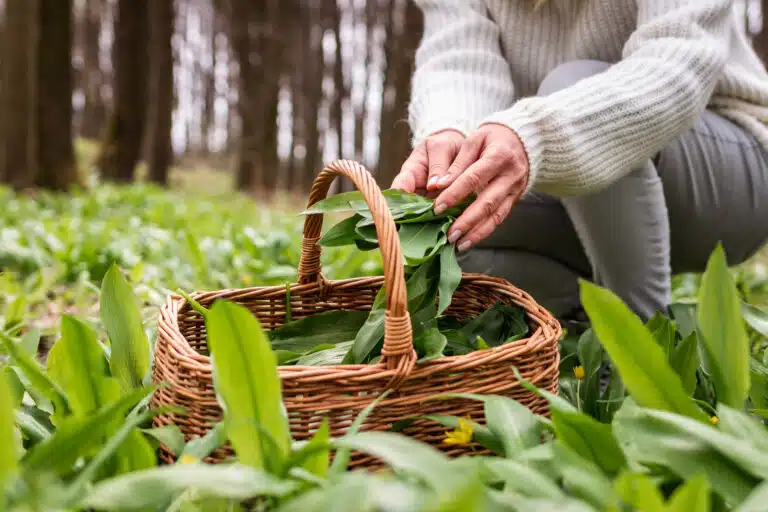 cueillette de feuilles d&rsquo;ail sauvage dans un panier en osier ramasser de l'ail des ours dans un bois