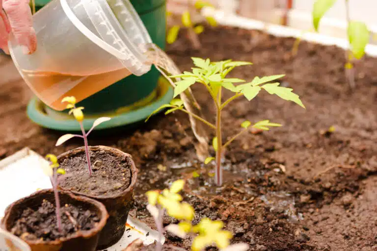 engrais naturel liquide pour plants de tomates