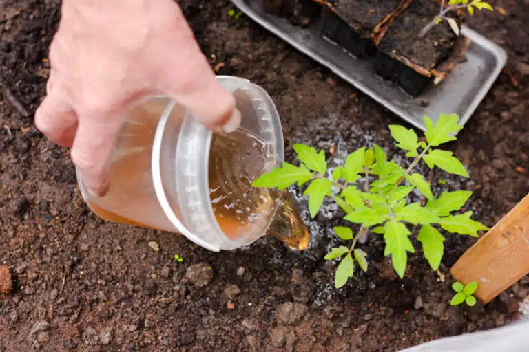 fertiliser les tomates dans une serre engrais liquide urine