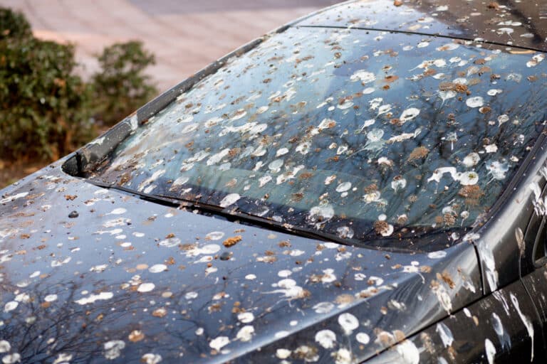 fientes de pigeon et d'oiseaux sur la carrosserie de la voiture