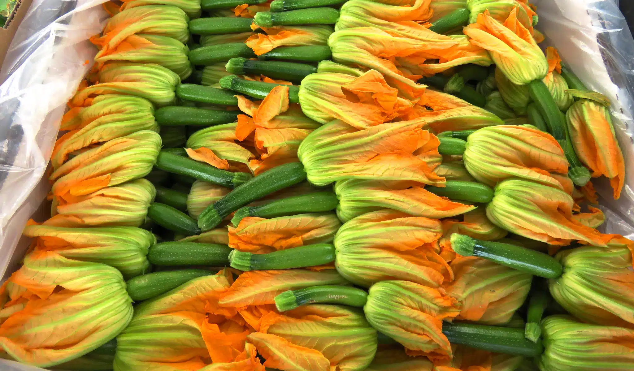 fleurs de courgette