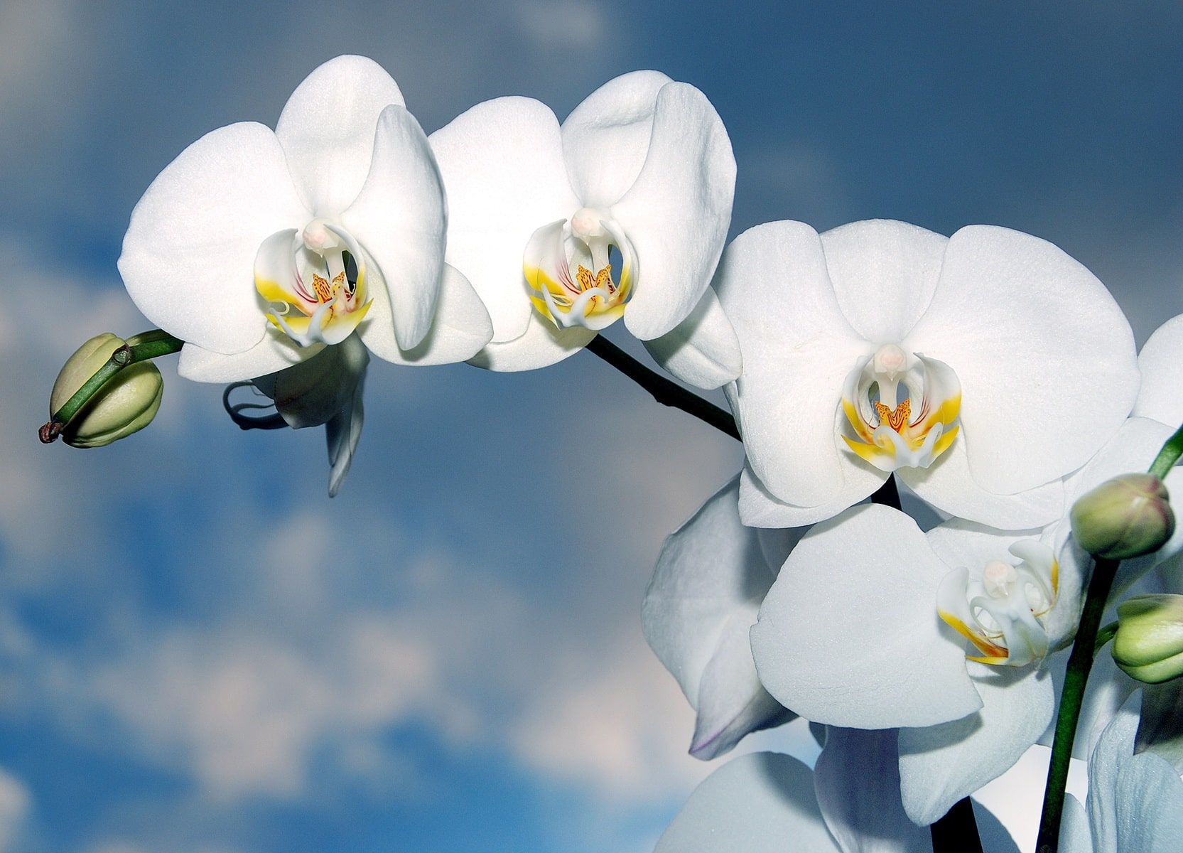 fleurs orchid&eacute;e blanche