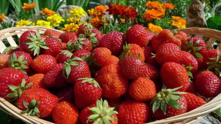 fraises du jardin potager