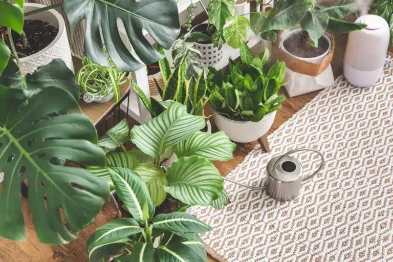 jungle int&eacute;rieure plantes d'int&eacute;rieur
