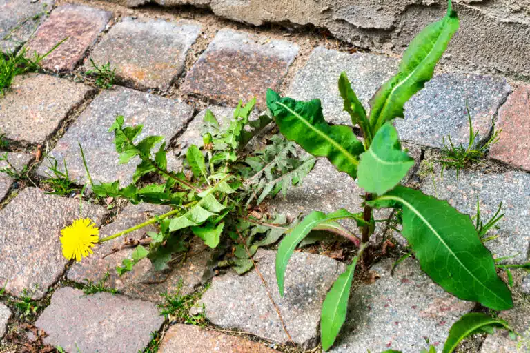 mauvaises herbes dalles dallage adventices briques
