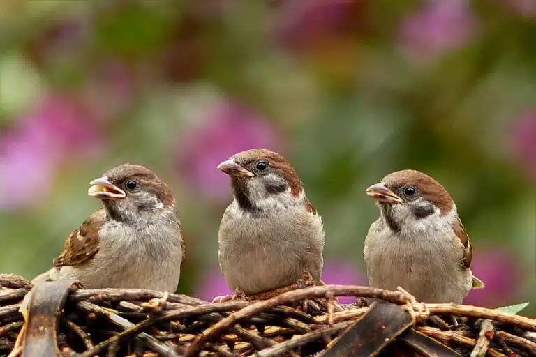 oiseaux moineaux jardin