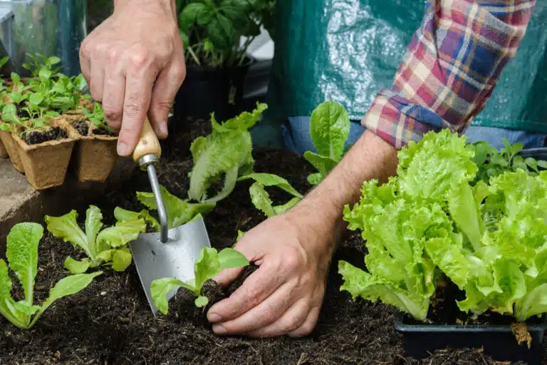 planter de la salade salades du jardin potager