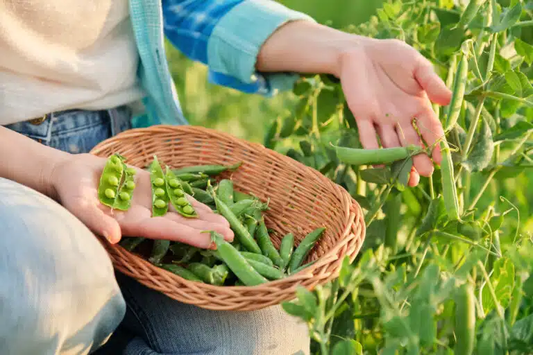 récolte de pois verts haricots dans un potager légumes productifs