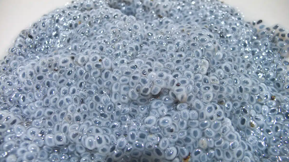 sabja Tukmaria graines de basilic