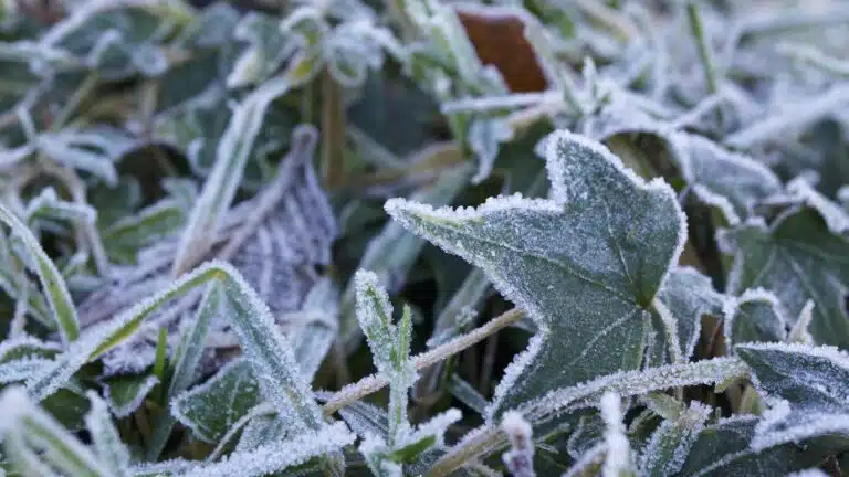 saints de glace froid gel gel&eacute;e jardin potager plantes feuilles en mai