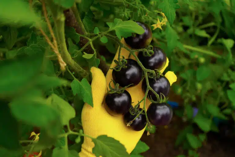 tomates noires au jardin potager
