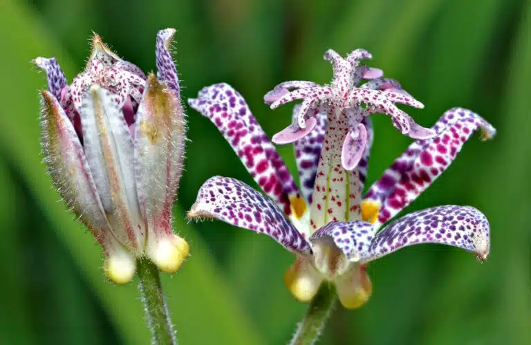 tricyrtis