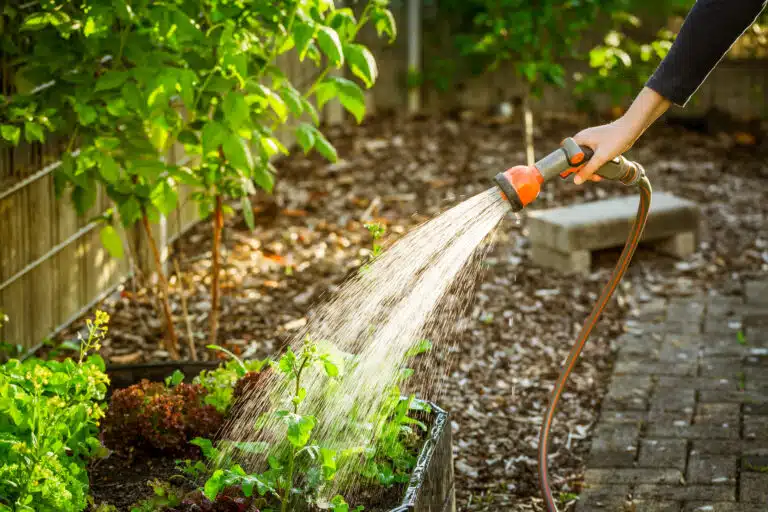 Arroser la salade dans un lit sur&eacute;lev&eacute; dans le jardin. Jardinage au printemps