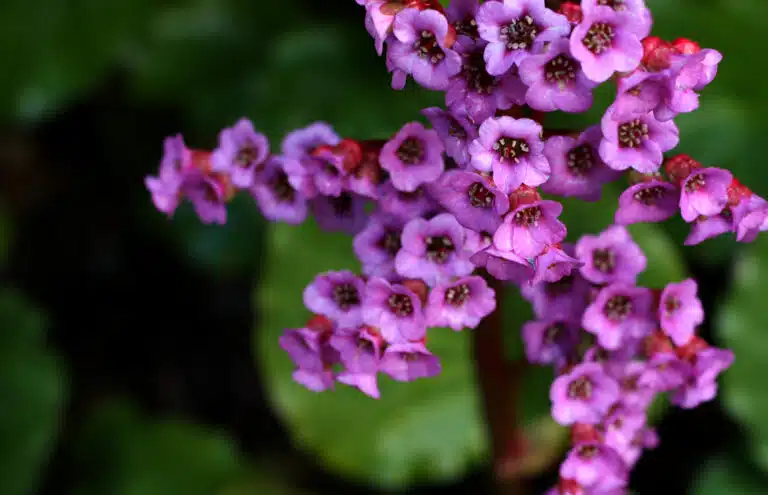 Bergenia crassifolia fleurs petit jardin