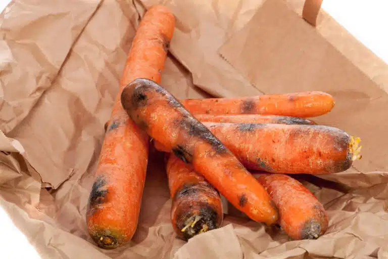 Carottes s&egrave;ches et pourries. Gaspillage alimentaire l&eacute;gumes noirs et moisis