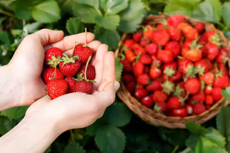 Fraises fra&icirc;ches jardin potager jardinage r&eacute;colte