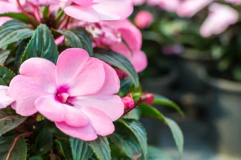 Impatiens de Nouvelle-Guin&eacute;e Impatiens hawkeri fleurs fragiles face aux fortes chaleurs