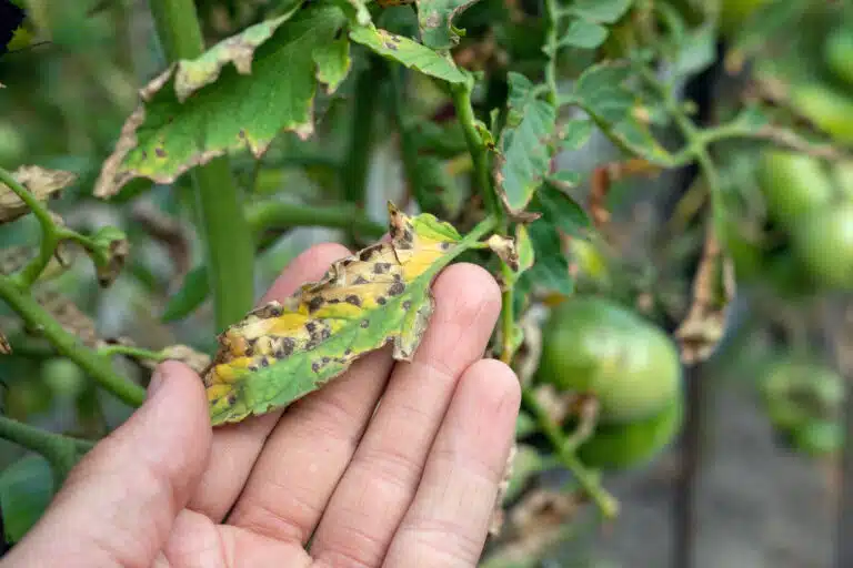 Septoria sur la tomate. dommages par les maladies et les parasites des feuilles de tomate