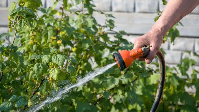 arroser ses plantes tuyau d&rsquo;arrosage dans le jardin