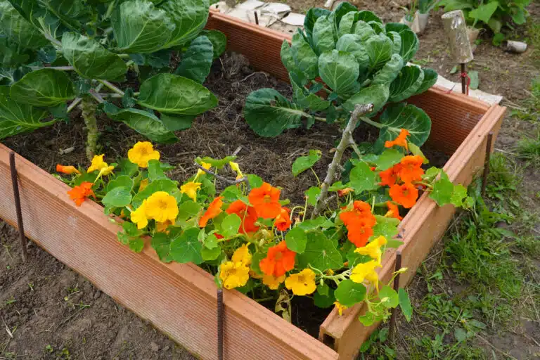 fleur de capucine comestible et couvre-sol potager pucerons
