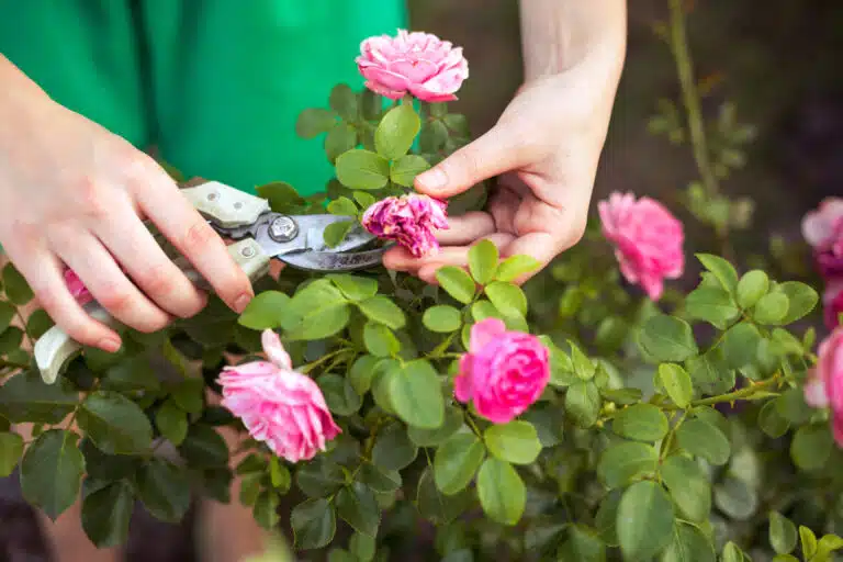 coupe taille fleurs du jardin rose rosier au s&eacute;cateur de jardin