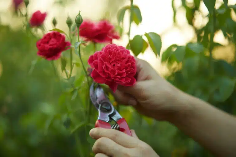 coupe taille fleurs du jardin rose rosier au s&eacute;cateur de jardin