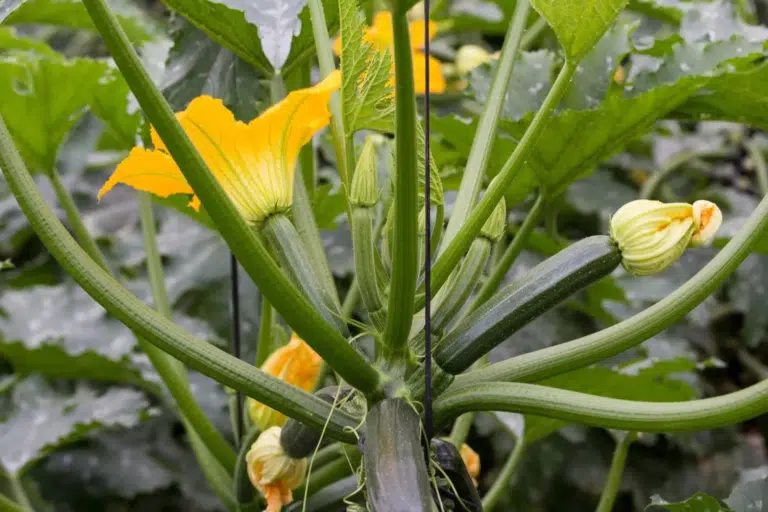 courgettes du potager