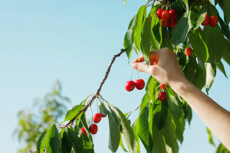 cueillir des cerises rouges mûres directement sur une branche de cerisier