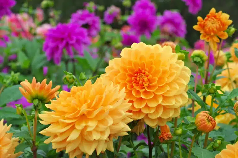 fleurs dahlias jardin
