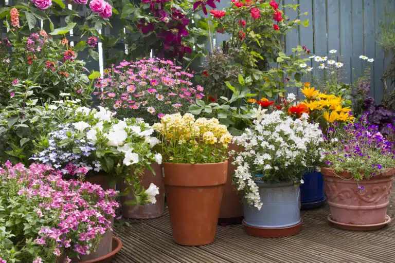plantes en pot pot de fleurs patio terrasse