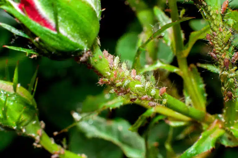 pucerons dans le jardin