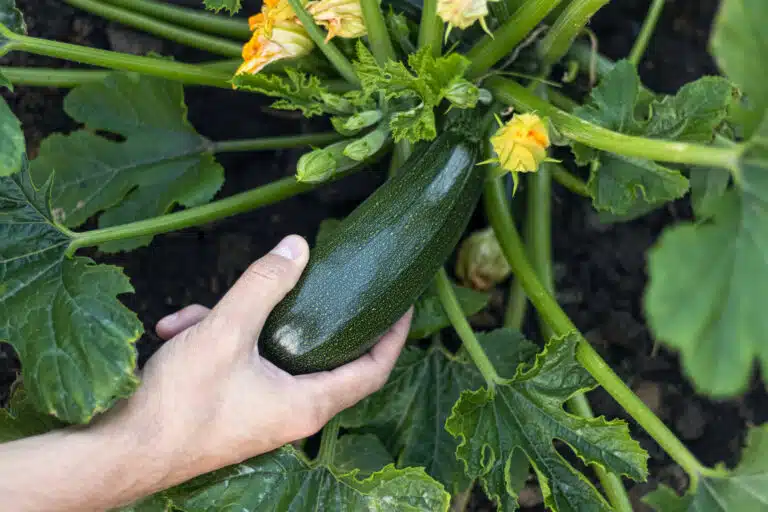 r&eacute;colte courgette fra&icirc;che m&ucirc;re dans la main de l&rsquo;agriculteur jardin potager