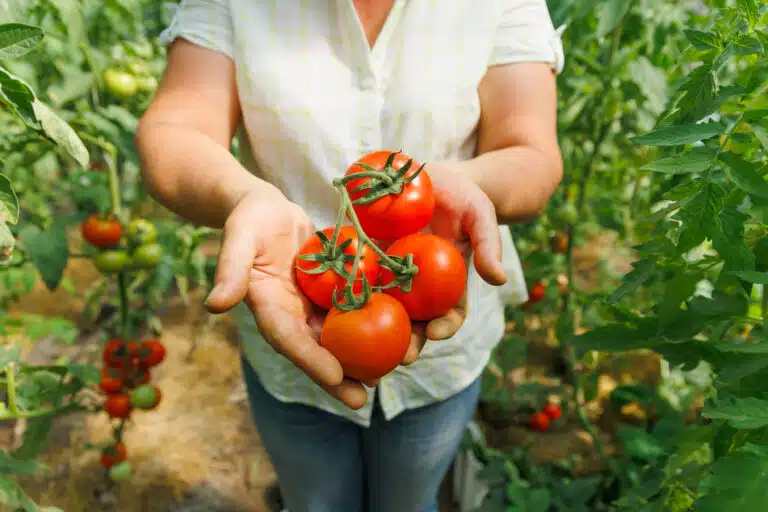 r&eacute;colte de tomates du potager