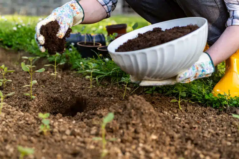 Jardinage respectueux de l&rsquo;environnement, plantation, fertilisant, compost. Amendement du sol &agrave; la mati&egrave;re organique