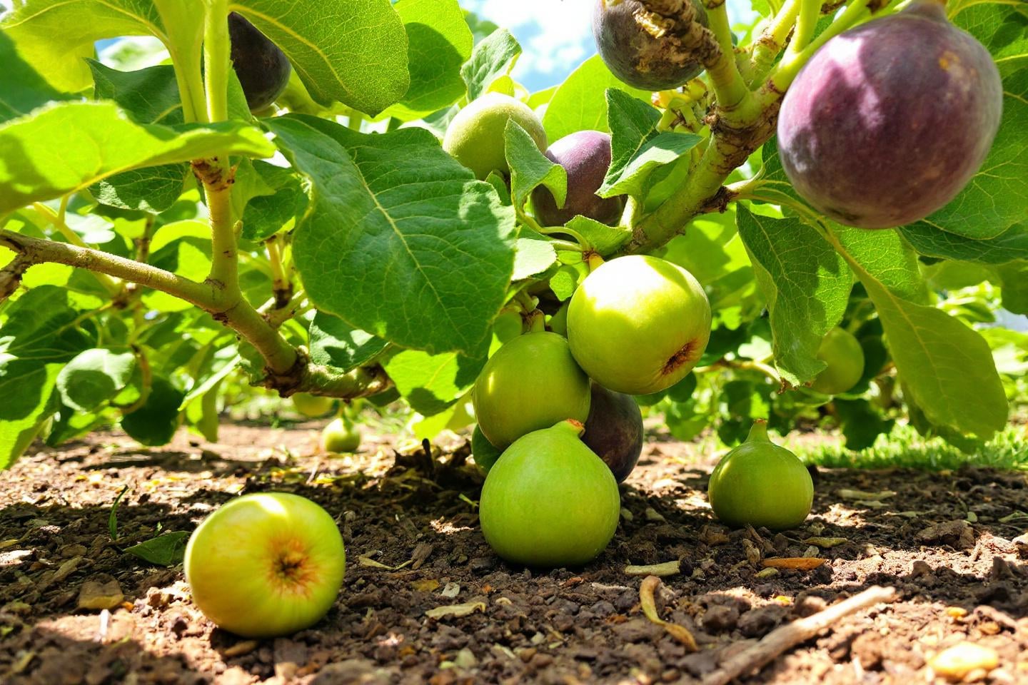 La surprenante méthode d’été pour obtenir des figues plus grosses et