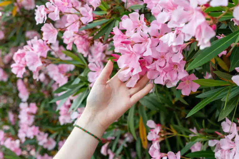 arbre en fleurs laurier-rose commun